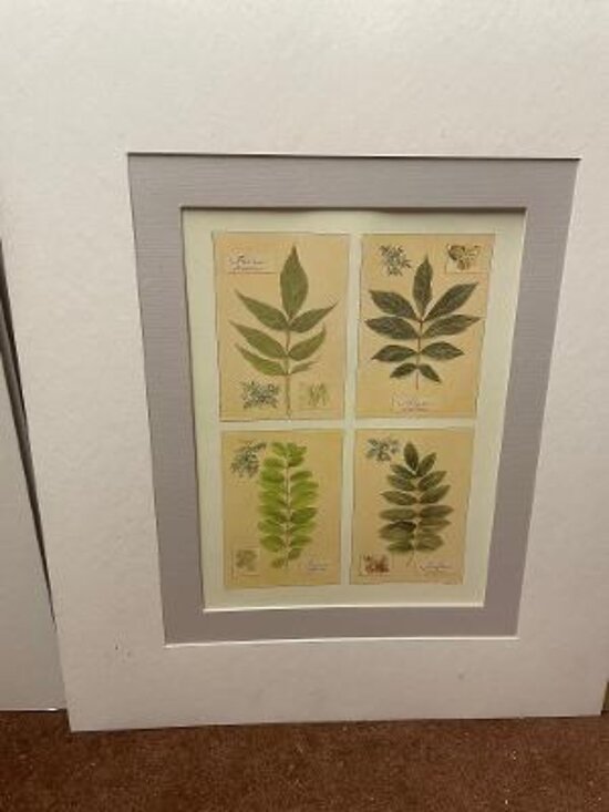 L. David Other - Ready to Frame Leaf Prints by L. David